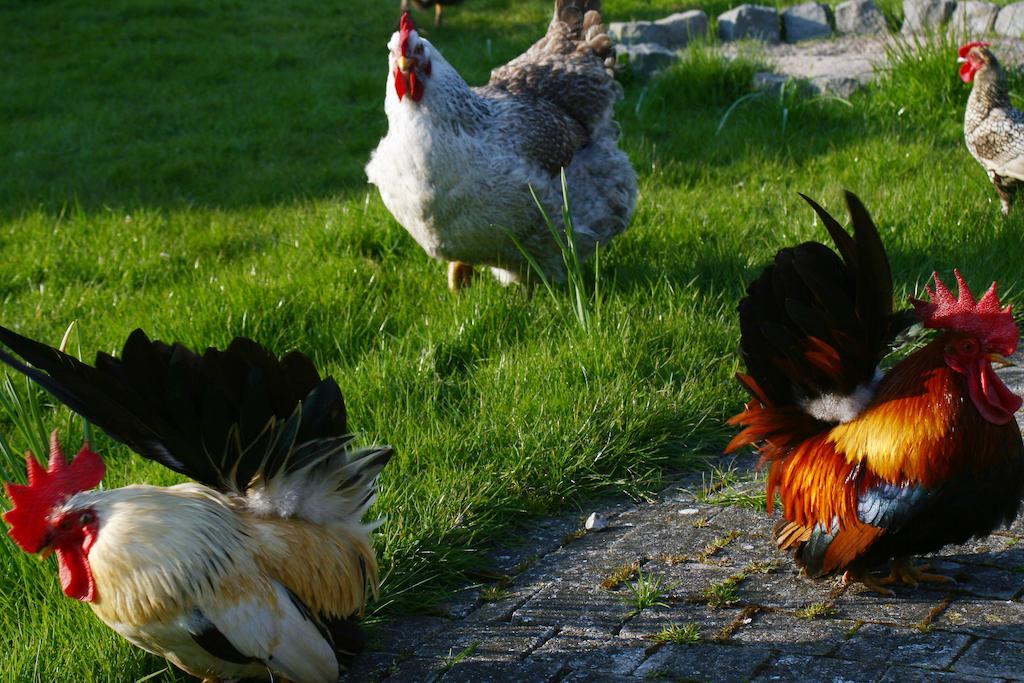 B&B Koornemoezen Zedelgem Buitenkant foto